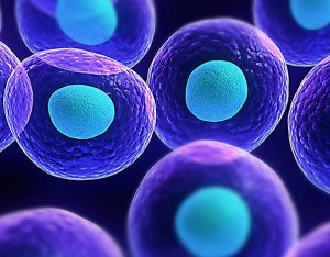 Come lavorano le cellule del nostro corpo?