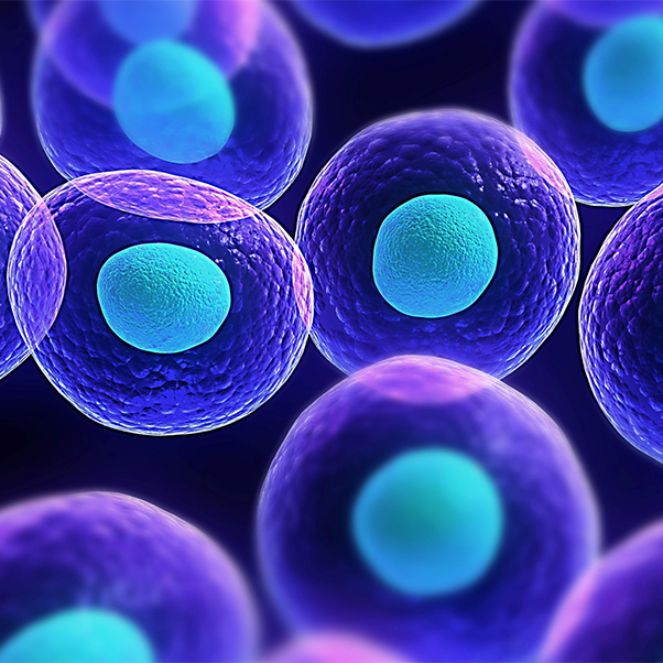 Come lavorano le cellule del nostro corpo?